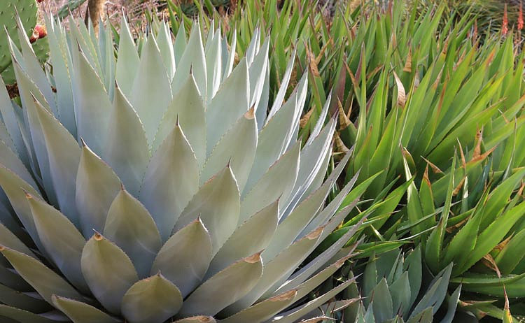 Agave parryi (Artichoke Agave)